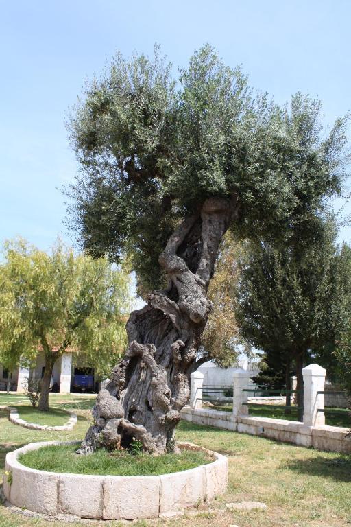 Masseria Maccarone Fasano Extérieur photo